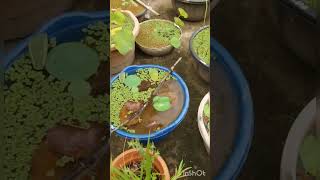 sale  for  water lillies  and colocashia plants Whatsapp no  6282409134