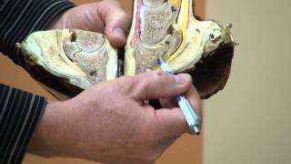 FootPro Farrier Info Series - Anatomy of the Hoof