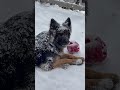 german shepherd wants to stay out in the snow.