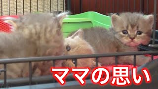 母猫が離乳食を食べるかこっそり見てる！まるで人間のようだった ♯43