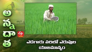 ఎడగారు వరిలో ఎరువుల యాజమాన్యం | Fertiliser management in Summer paddy of Nellore | ETV Telugu