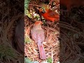 Mother and father feeding beautiful baby birds eggs nest||Musa plus am||