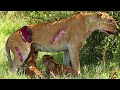 OMG ! Most Painful Movement When Animals Are Injured In The Wild? | Wild Animal Life