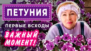 ПЕТУНИЯ Первые всходы. Важный момент!