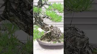 Takamatsu Bonsai Village / #Shorts / Black Pine Bonsai / #Bonsai