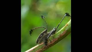 Longhorn Beetles Mating #amazing #shorts #beetle