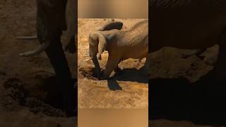 தோண்டும் யானைகள் | elephants digging water holes | @Cranetimes #elephant #elephantvideo #digging