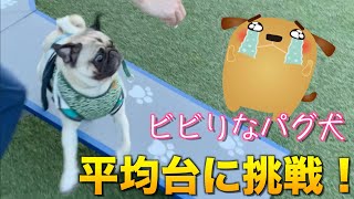 【ドッグラン】超ビビりなパグ犬！お菓子のチカラを利用して平均台に挑戦させてみた！