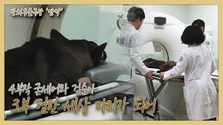 견생 처음 옥도를 떠난 검순이, 검순이가 향한 곳은 어디? [굳세어라 검순아] 마지막 이야기 KBS 150312 방송