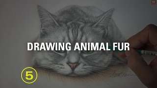 Can you really draw every unique fur type with just a pencil?