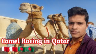 উটের ব্লগ ভিডিও কাতার ||  my first vlog viral | Camel racing in qatar #উট #qatarvlog