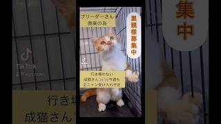 【ブリーダーさんの健康上のご事情になどにより、行き場がない子達が、沢山😿＝🆘事態が発生😭】 #保護猫 #里親募集中