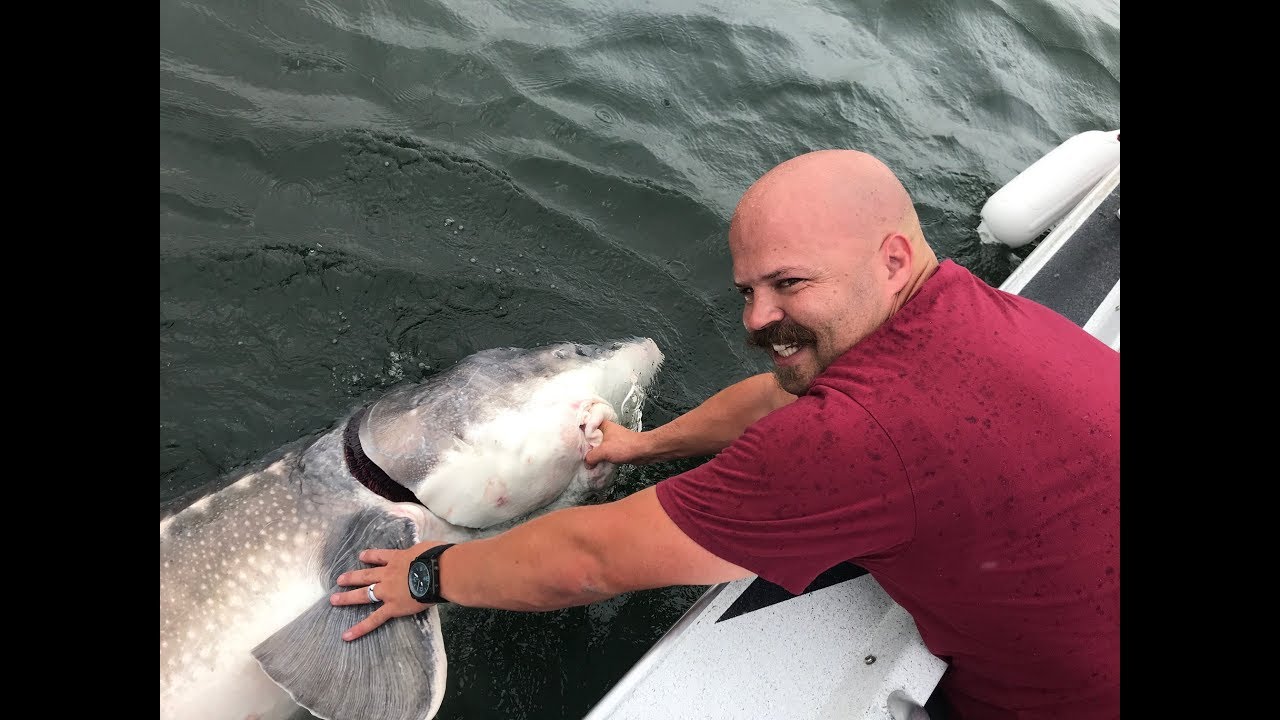 Sturgeon Fishing The Columbia River With Outcatching.com - YouTube