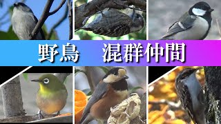 日本の野鳥　混群仲間