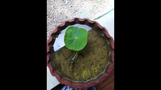 താമര നടുന്നത് എങ്ങിനെ..How to plant a lotus???