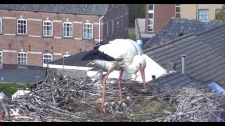 CJ Wildlife/Vivara Webcams - 30.04.17 (Five Chicks in the Nest)