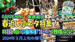 【XYOSSIYのライフチャンネル】2024年３月上旬の様子　春近し：本年花芽第一号、ブルーベリー受粉木購入、この種はなんでしょう？などネタ小出し特集です。