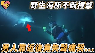 野生海豚不斷撞擊悲鳴，潛水員不解靠近，下秒卻失聲痛哭......|#動物 #海豚 #救援 #救助 #奇跡 #暖心 #新聞 #真實故事 #鏡頭 #記錄 #感人 #震撼 #不可思議 #驚人 #哭泣 #暖心