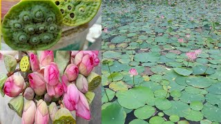 LOTUS POND / మా ఊరి తామర పూల కొలను