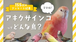 【全まとめ】アキクサインコってどんな鳥？ 155羽のアキクサインコさんのアンケート結果