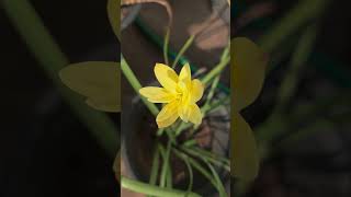 ലില്ലി പൂക്കൾ || rain lilly blooms