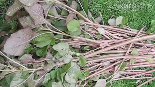 How nicely Red \u0026 green Amaranth is growing|Data shak in my garden |harvesting green Amaranth Uk 2019