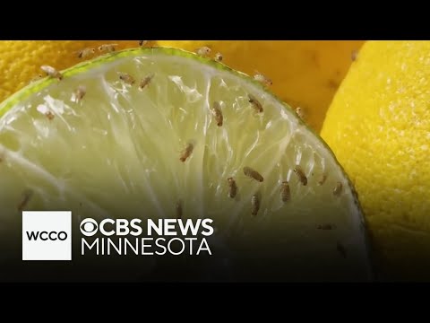 Simple Diy Trick To Get Rid Of Fruit Flies Diy Joy