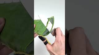 Oddly Satisfying Aloe Vera Cutting! #shorts #satisfying #aloevera