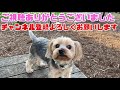 【多頭飼い】久しぶりの仲良しコンビ！ベタベタの犬とうさぎさん【動物たちと私。】