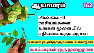 ஆயாமரம்/ஆவுமரம்/ஆவிமரம்/Aayamaram/Holoptelea integrifolia/Mooligai manithan