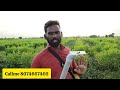 కంది పంట పూర్తి వివరాలు red gram farming and cultivation methods