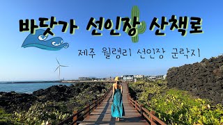 제주도에서만 볼 수 있는 천연기념물 바닷가 선인장 산책로 걷기 🌵| 제주 월령리 선인장 군락 | #천연기념물 #월령선인장군락 #선인장 #제주올레길 #제주가볼만한곳