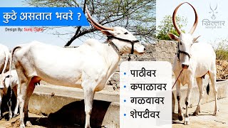 Khillar Maharashtrachi Shaan । कुठे असतात भवरे ? । भाग ४ । २०१९ | Khillar