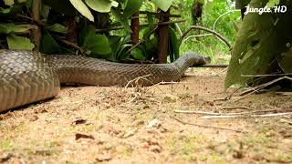 Primitive Technology Fantastic Snake Trap Make From Traditional Crossbow That Work 100% by Jungle HD