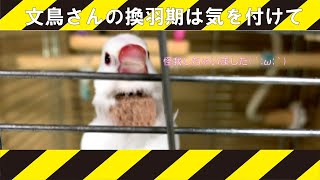 換羽期は気をつけて！実は怪我しているかもしれない！