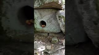 Дольмен с абрикосами, деревня дольменов, Пшада / Dolmen with apricots, dolmen village, Pshada