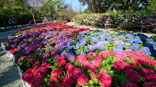 【4K】2023台北杜鵑花季@大安森林公園