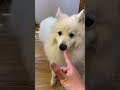 突然知らない芸を要求された犬の反応が天才すぎた　 日本スピッツ japanesespitz shorts