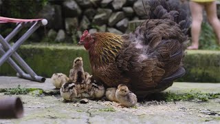 家里的本地鸡出生了，10个鸡蛋，不知道怎么才孵化出9只【农村小野】