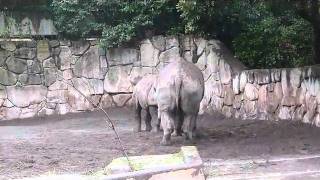 上野動物園ヒガシクロサイ_雪の日の親子