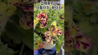 #헬로우가든마켓 #페튜니아 마퀼라주 환타지