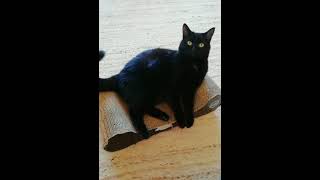 Black Cat Video #SHORTS