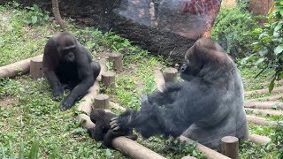 どさくさに紛れて娘を触るハオコお父さん【2023年6月6日】【上野動物園】スモモ