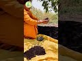 step 06तैयार झालेला गांडुळ खत जमा कसा करायेचा organicfarming agriculture vermicompost