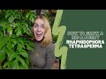 Rhaphidophora Tetrasperma care guide | Grow it big & bushy 😏