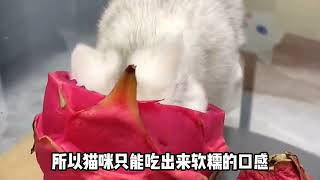 猫吃火龙果是真的因为喜欢吗？- 貓日常,貓日記, #猫 , #萌宠