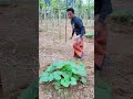 মিষ্টি কুমড়া গাছ বড় হয়ে যাচ্ছে farmer pumpkinfarm farmerlife agriculture vegetablegarden