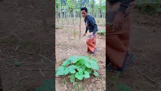 মিষ্টি কুমড়া গাছ বড় হয়ে যাচ্ছে #farmer #pumpkinfarm #farmerlife #agriculture #vegetablegarden