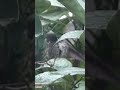 hummingbird gave itself a cleaning shortvideo nature subscribe like hummingbird