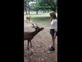 Bowing Deer of Nara, Japan